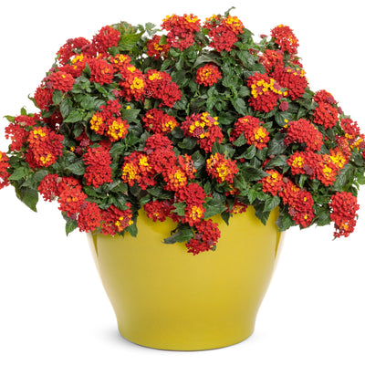 Luscious Royale Red Zone Lantana in use.