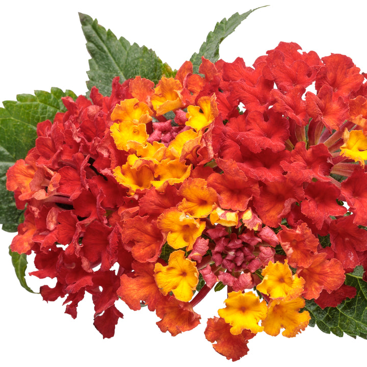 Luscious® Royale Red Zone™ Lantana (camara)