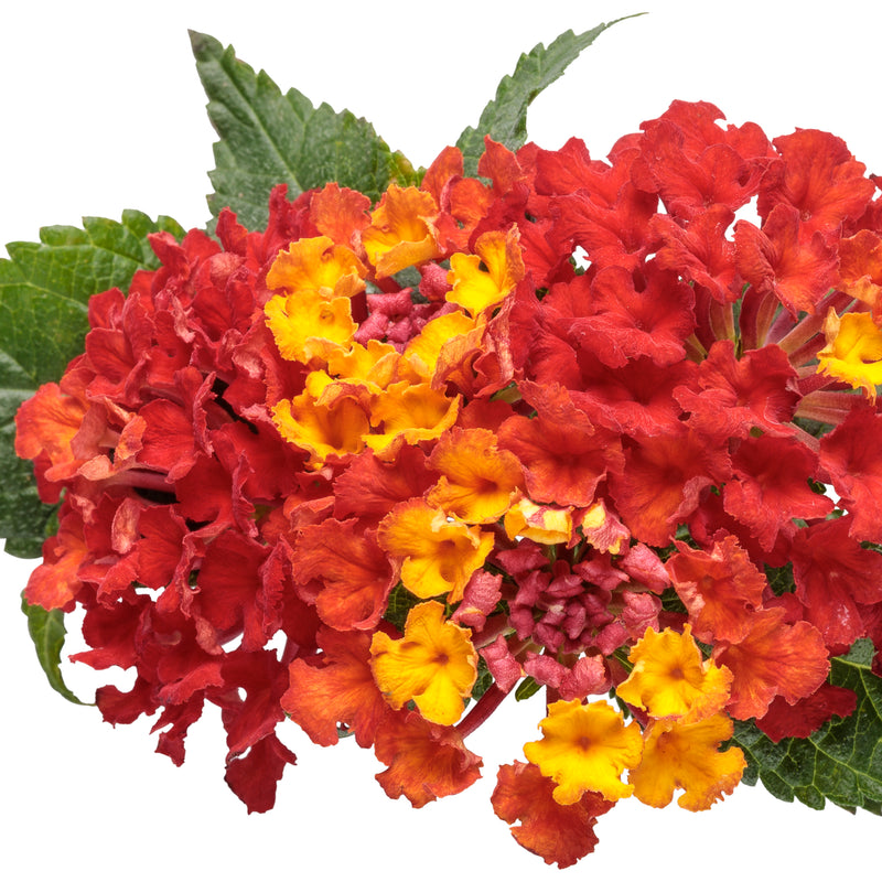 Luscious® Royale Red Zone™ Lantana (Lantana camara)