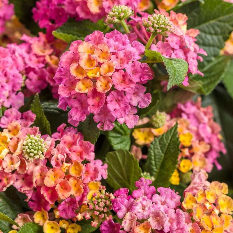 Luscious Royale Cosmo Lantana up close.