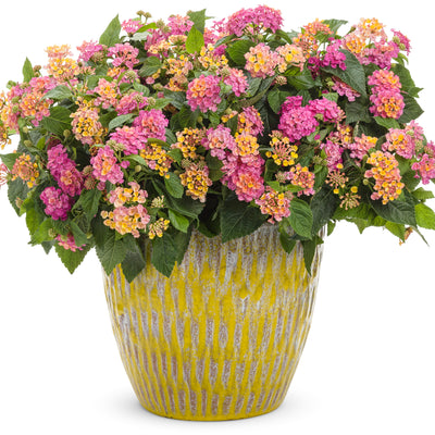 Luscious® Royale Cosmo Lantana (Lantana camara)