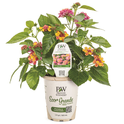 Luscious® Royale Cosmo Lantana in eco pot.