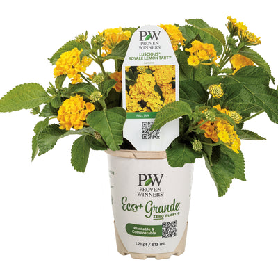 Luscious® Royale Lemon Tart™ Lantana (Lantana camara)