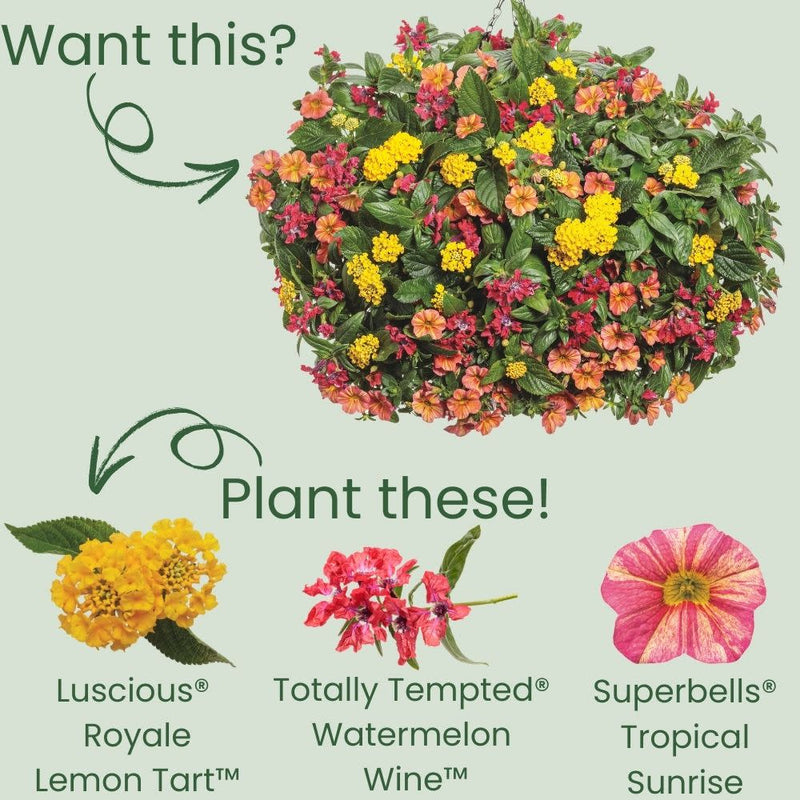 Luscious® Royale Lemon Tart™ Lantana (Lantana camara)