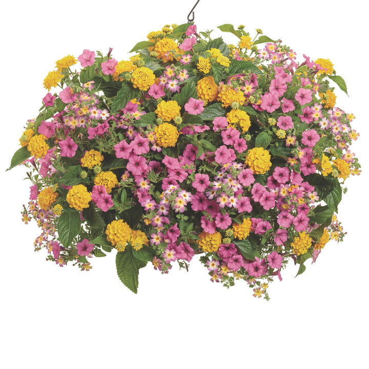 Luscious® Royale Lemon Tart™ Lantana (camara)