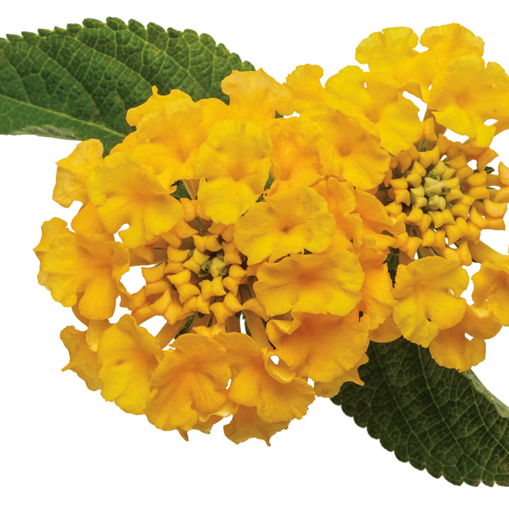 Luscious® Royale Lemon Tart™ Lantana (camara)