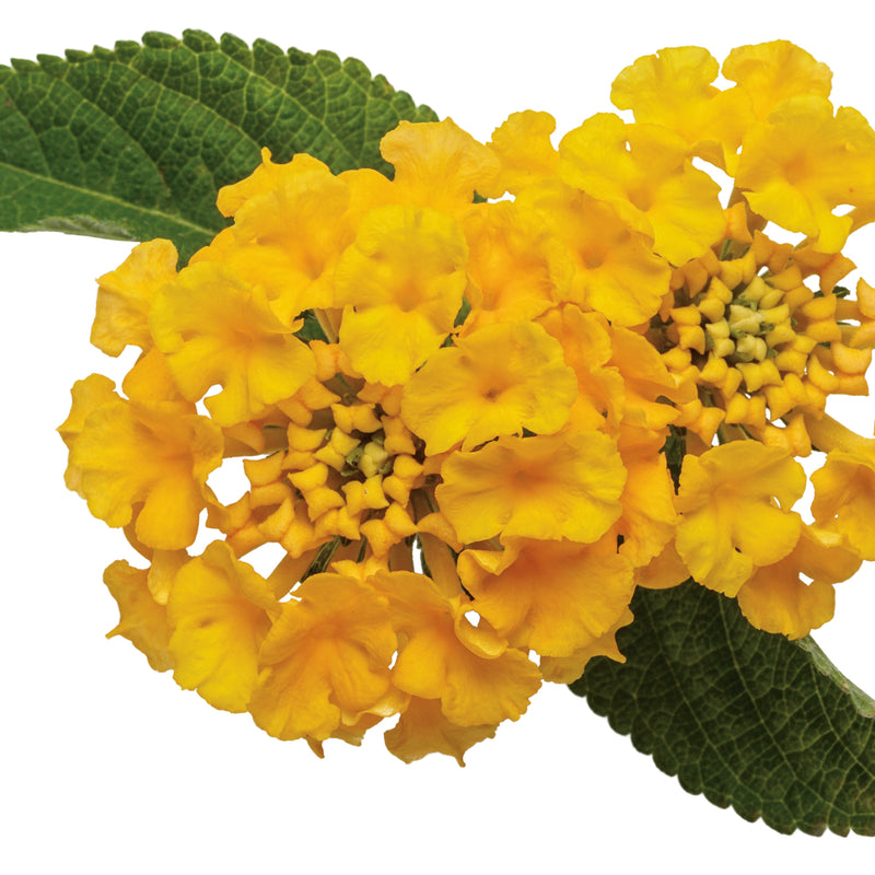 Luscious® Royale Lemon Tart™ Lantana (Lantana camara)