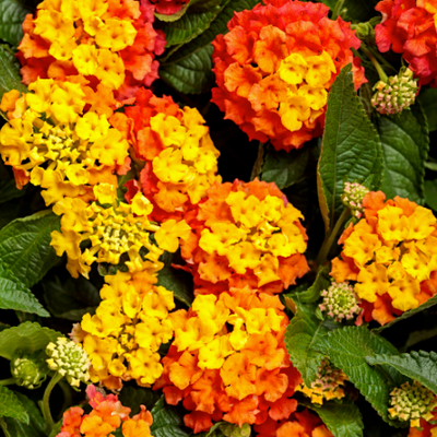 Luscious Basket Tangeglow Lantana up close.