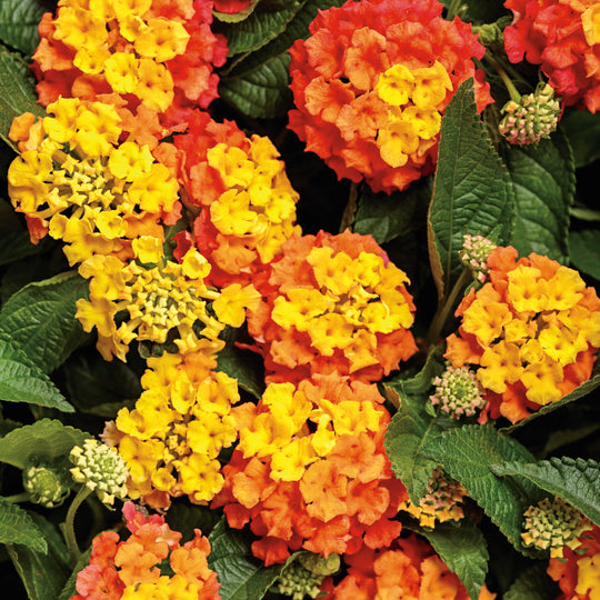 Luscious® Basket Tangeglow™ Lantana (camara)