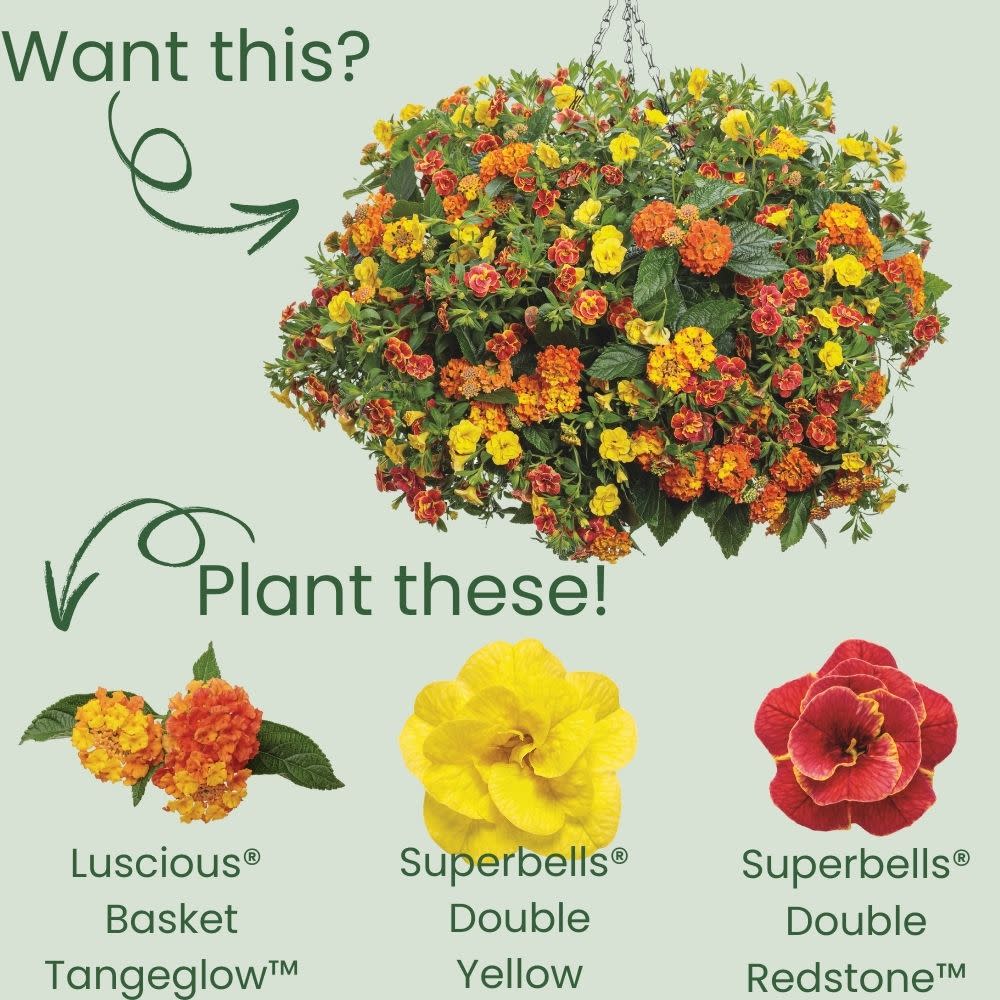 lantana plant hanging basket Lantana | Luscious Basket Tangeglow