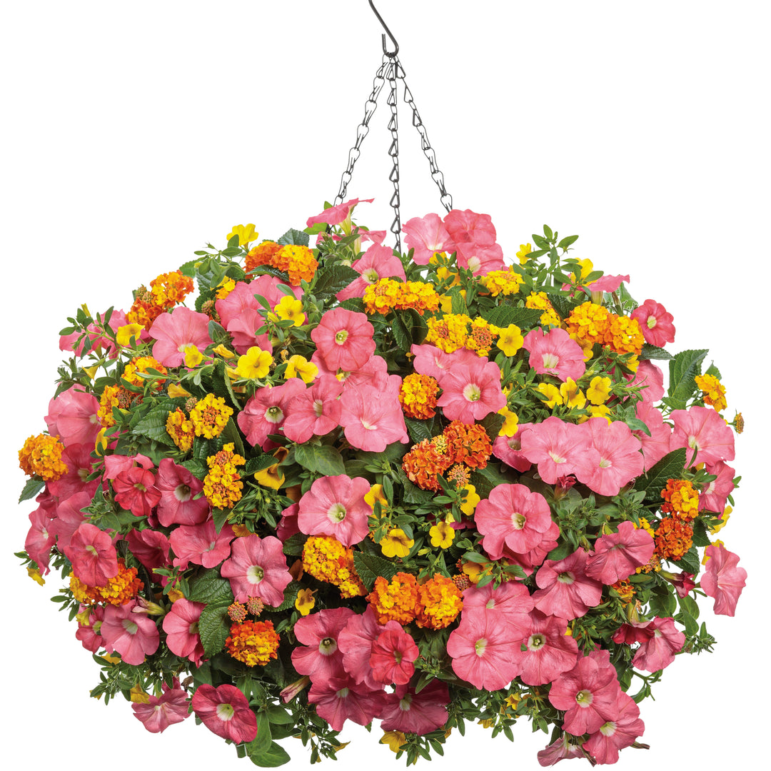 hanging lantana plant Lantana | Luscious Basket Tangeglow