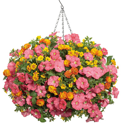 Luscious® Basket Tangeglow™ Lantana (Lantana camara)