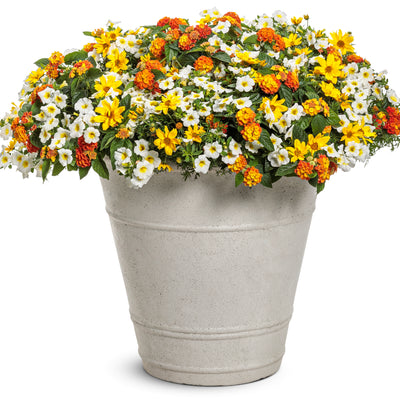 Luscious® Basket Tangeglow™ Lantana (Lantana camara)