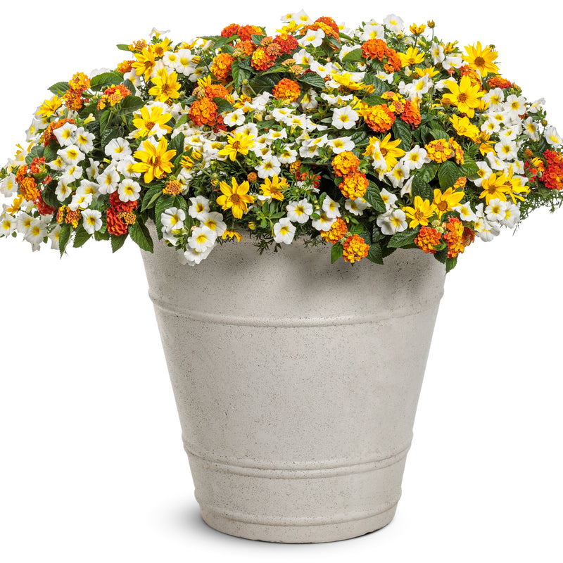 Luscious® Basket Tangeglow™ Lantana (Lantana camara)