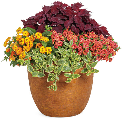 Luscious® Basket Tangeglow™ Lantana (Lantana camara)