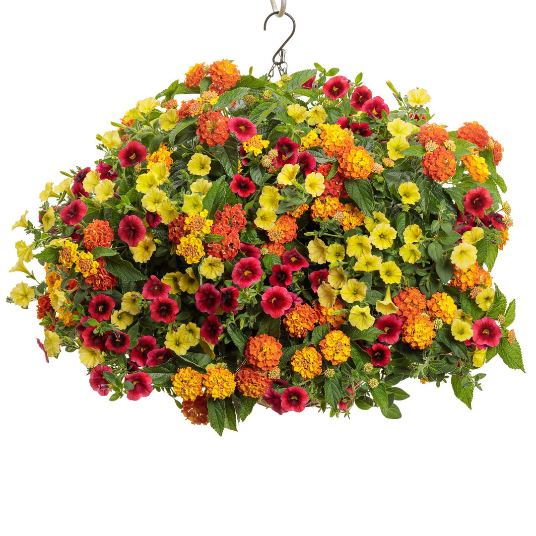 can you plant lantana in a hanging basket Lantana | Luscious® Basket Tangeglow®