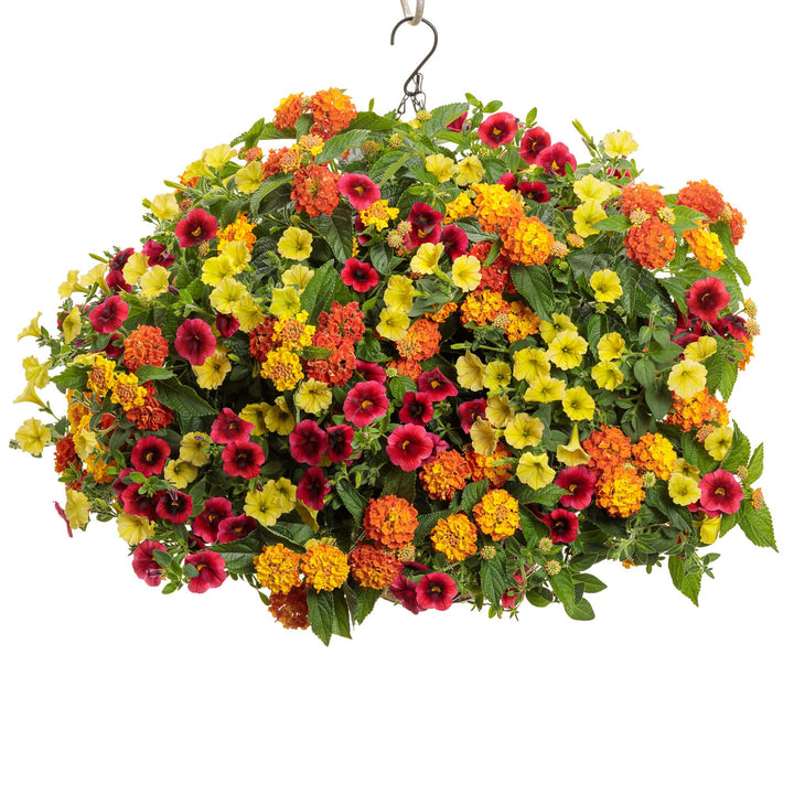 lantana plant hanging basket Lantana | Luscious Basket Tangeglow