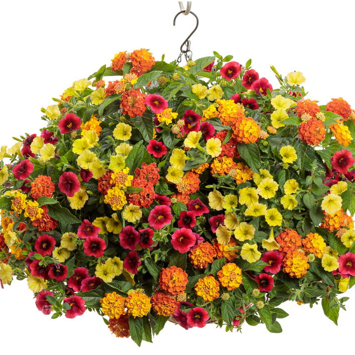 Luscious Basket Tangeglow Lantana in use.