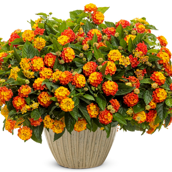 Luscious Basket Tangeglow Lantana in use.