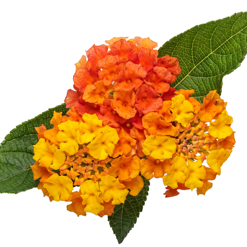 Luscious® Basket Tangeglow™ Lantana (Lantana camara)