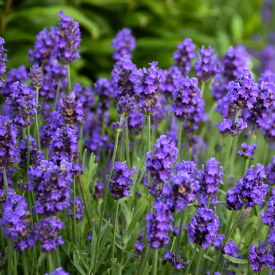 Sweet Romance Lavender up close.