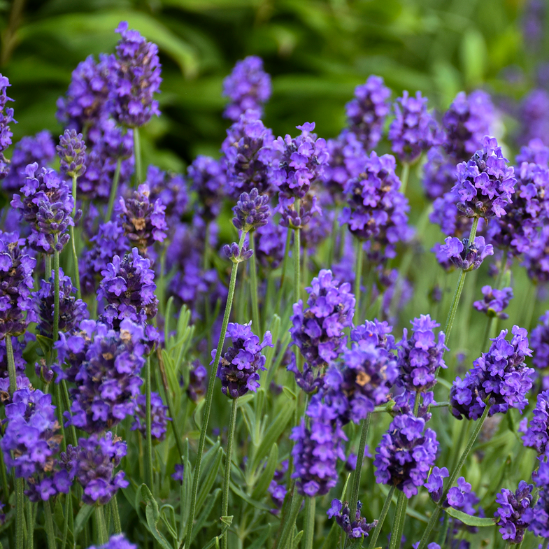 best price lavender plants Proven Winners 1 Gal. Sweet Romance Lavender (Lavandula) Live Plant, Blue-Purple Flowers