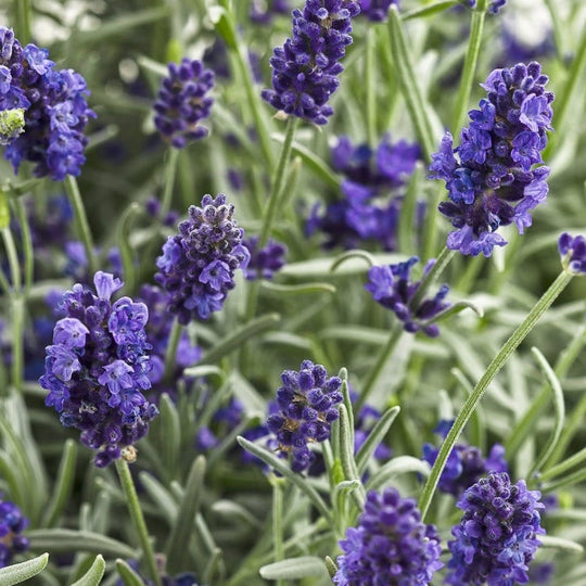 Sweet Romance® Lavender (Lavandula angustifolia)