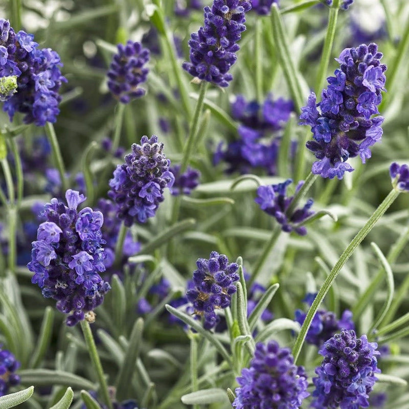 Sweet Romance Lavender up close.