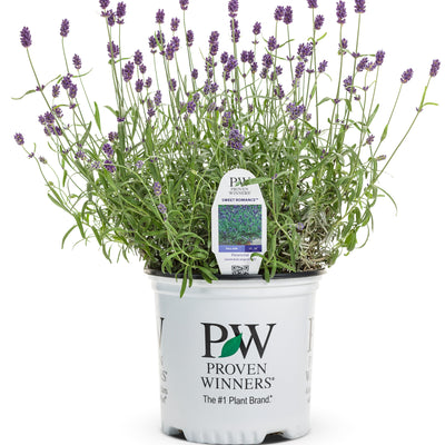 Sweet Romance Lavender in container.