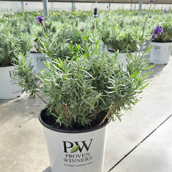 Sweet Rocker Lavender Lavender | Sweet Romance® | Proven Winners® Perennials – Proven Winners ...