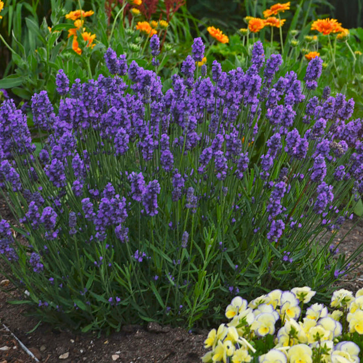 Sweet Romance Lavender in use.