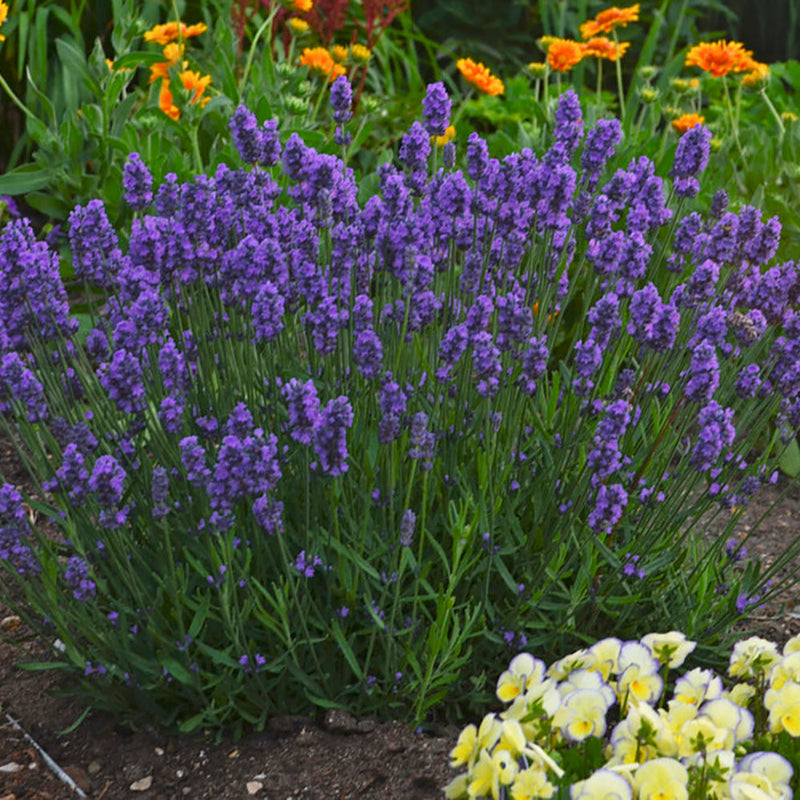 Sweet Romance Lavender in use.