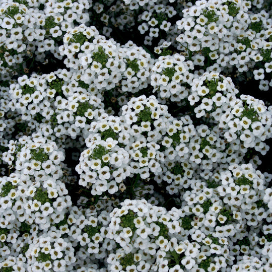 Snow Princess® Sweet Alyssum (Lobularia hybrid)