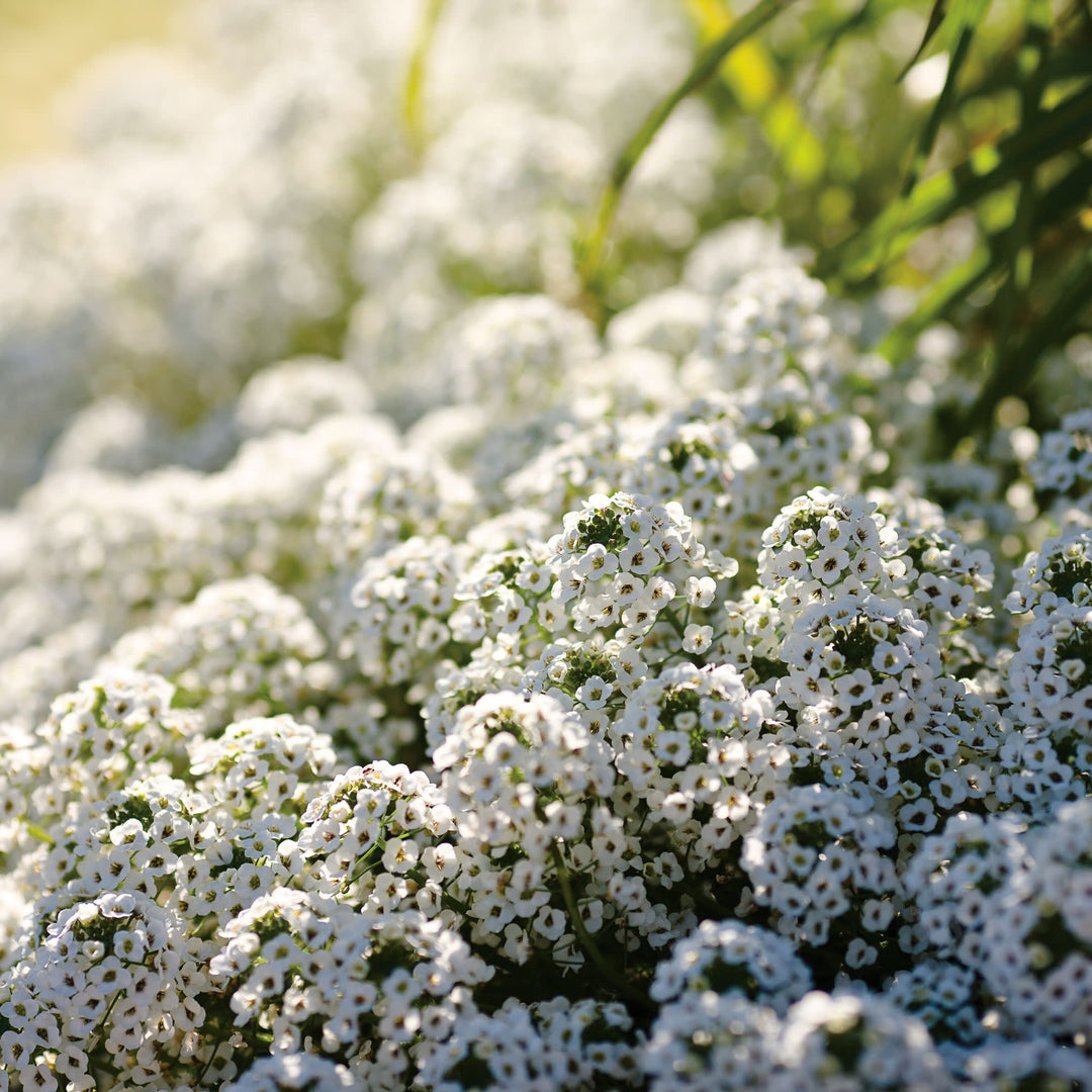 Snow Princess® Sweet Alyssum (Lobularia hybrid)