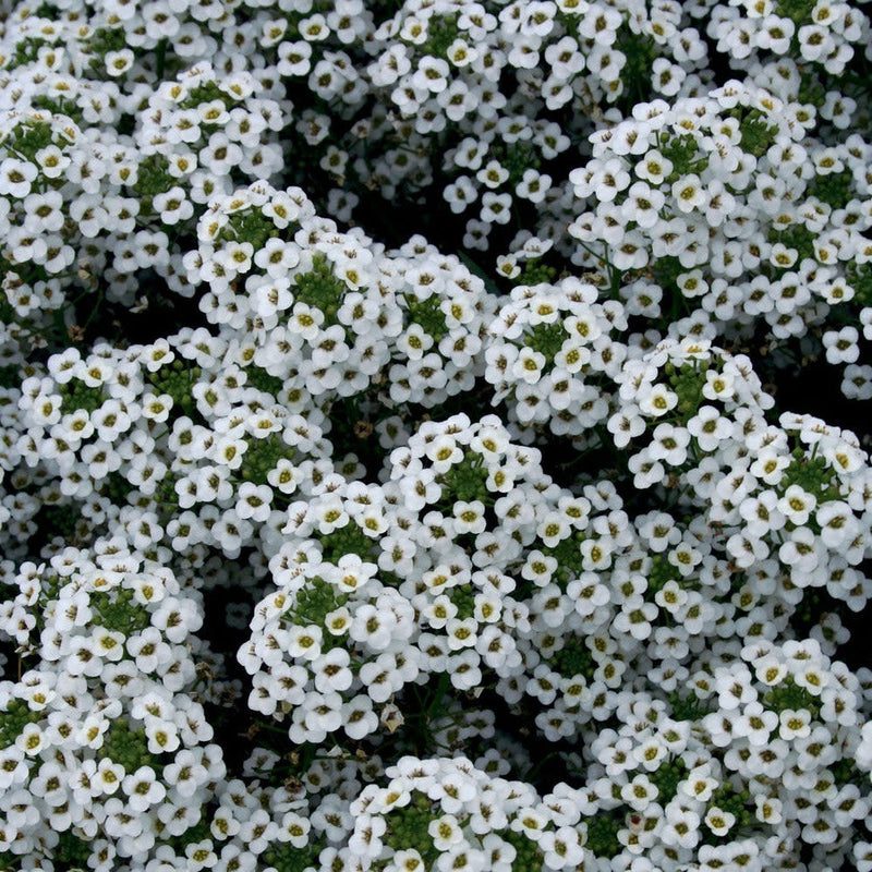 Snow Princess Snow Princess Sweet Alyssum up close.