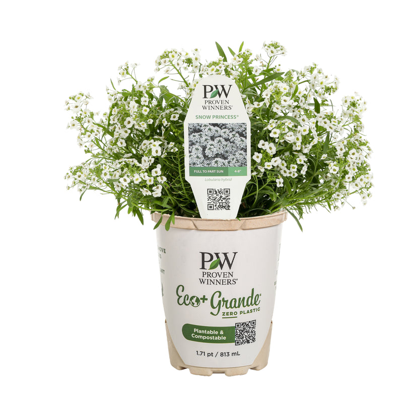 Snow Princess® Sweet Alyssum (Lobularia hybrid)