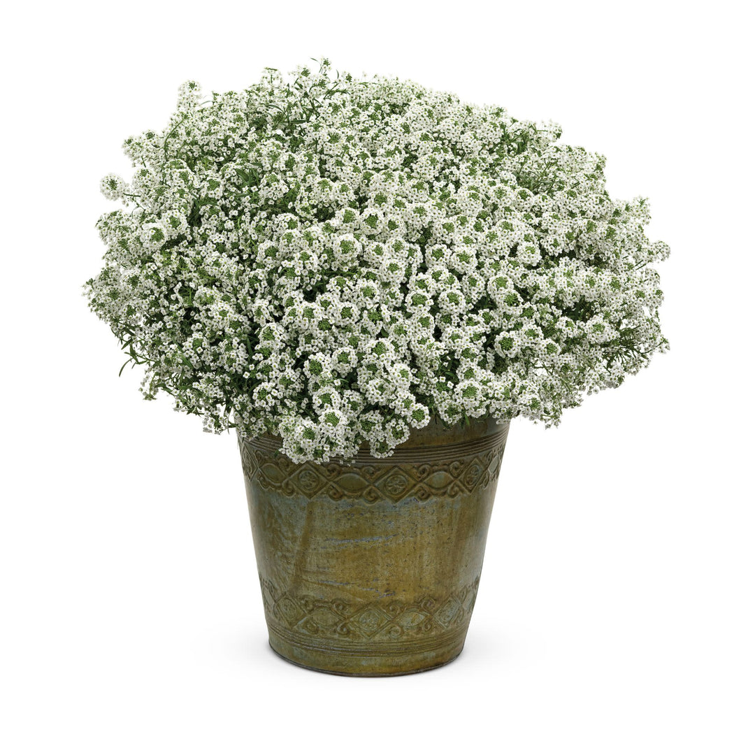 Snow Princess® Sweet Alyssum (Lobularia hybrid)