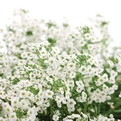 Snow Princess Snow Princess Sweet Alyssum in focus.