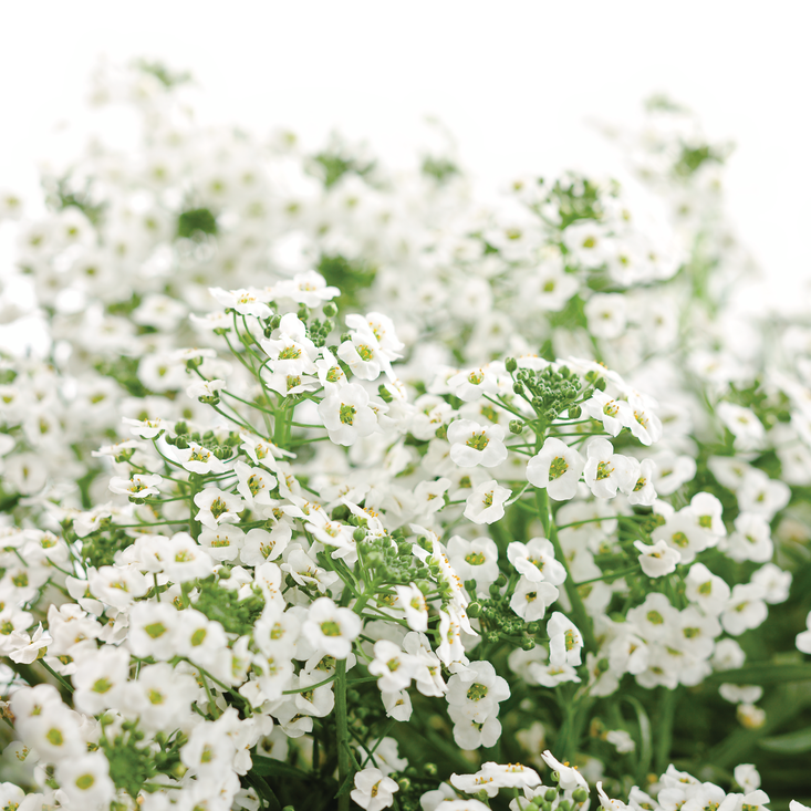 Snow Princess Snow Princess Sweet Alyssum in focus.