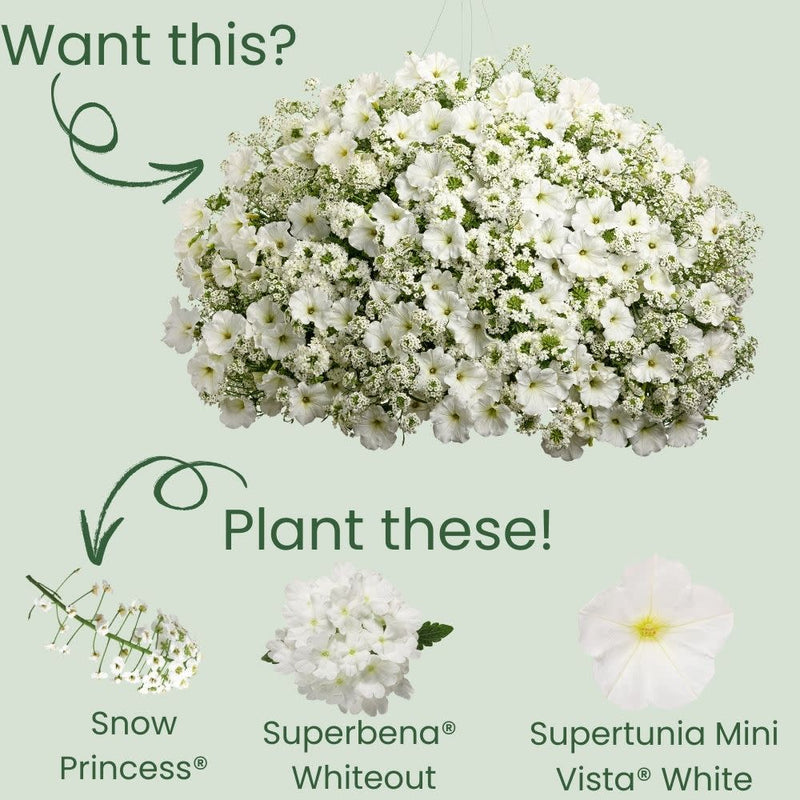 Snow Princess® Sweet Alyssum (Lobularia hybrid)