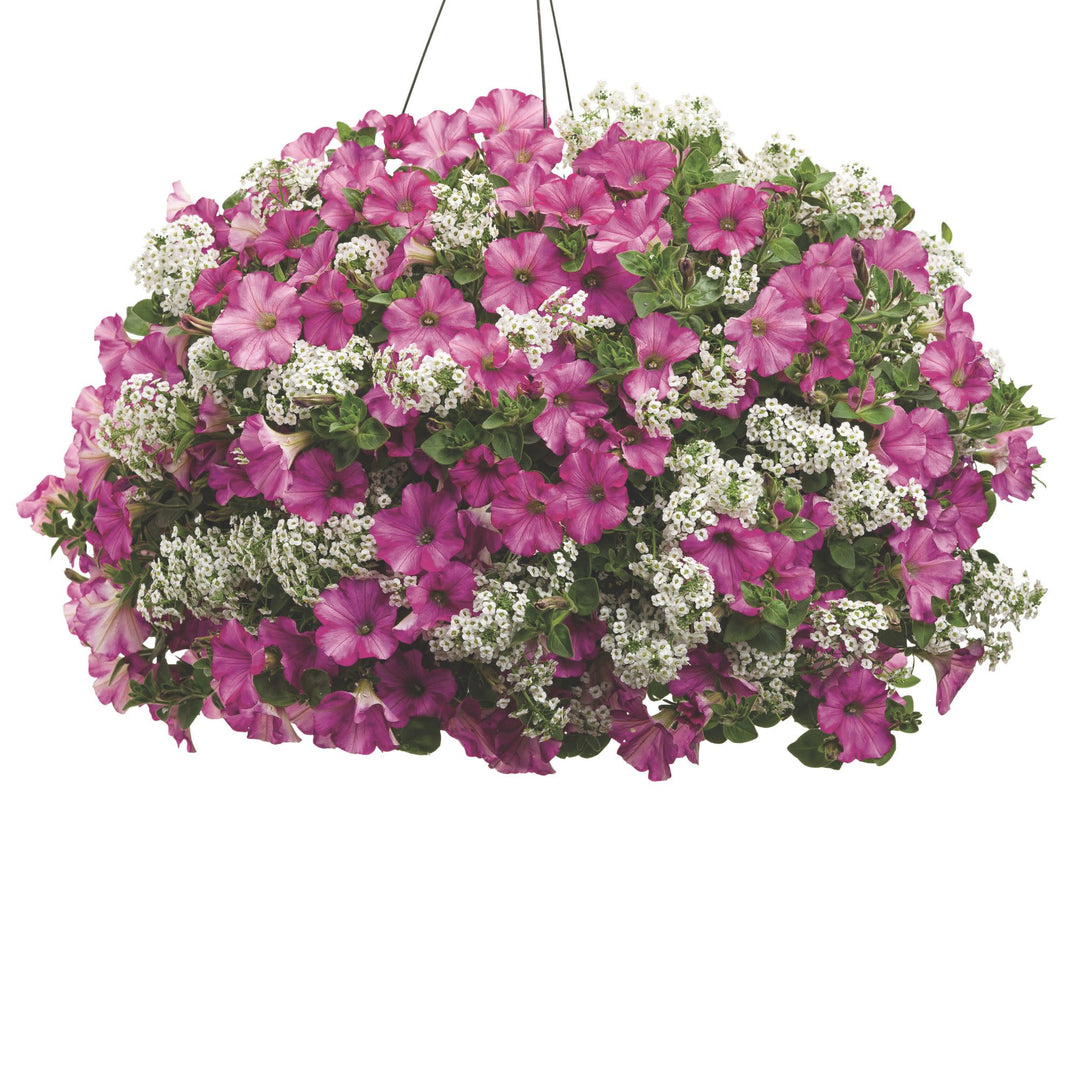 Snow Princess® Sweet Alyssum (Lobularia hybrid)