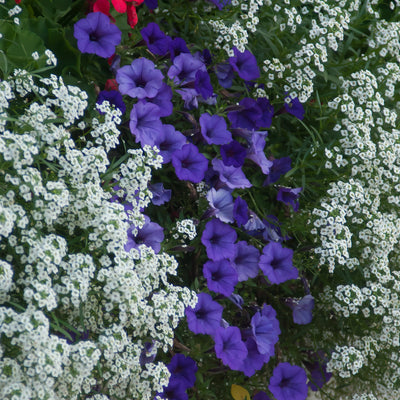 Snow Princess Snow Princess Sweet Alyssum in use.