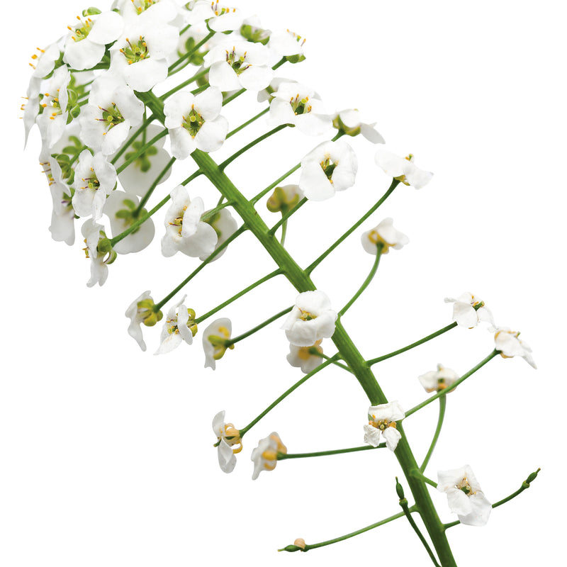 Snow Princess® Sweet Alyssum (Lobularia hybrid)