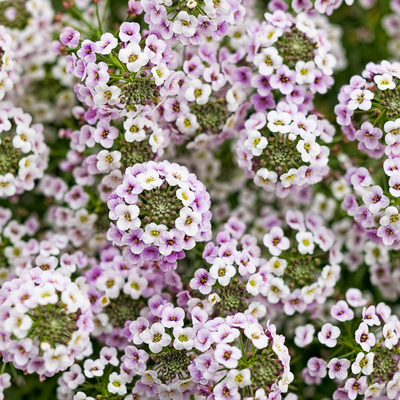 Blushing Princess Blushing Princess Sweet Alyssum up close.