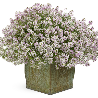 Blushing Princess Blushing Princess Sweet Alyssum in use.