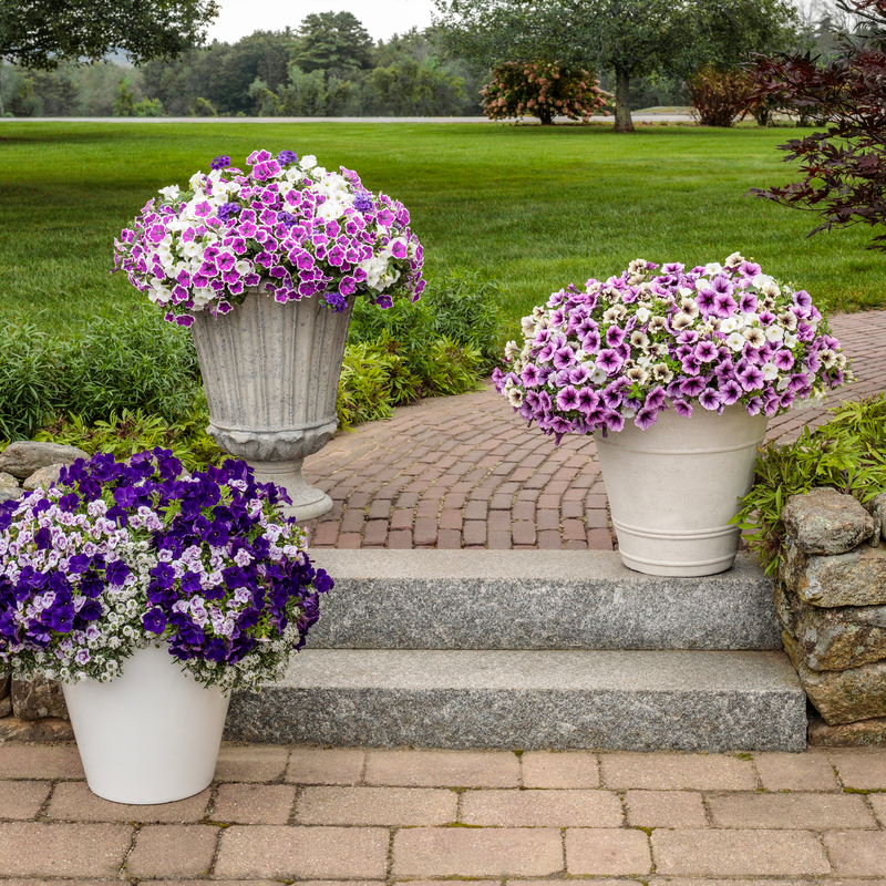 Blushing Princess Blushing Princess Sweet Alyssum in use.