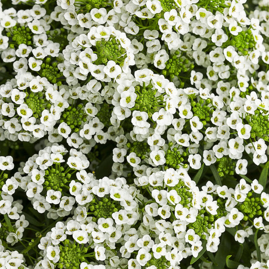 White Knight® Sweet Alyssum (Lobularia hybrid)