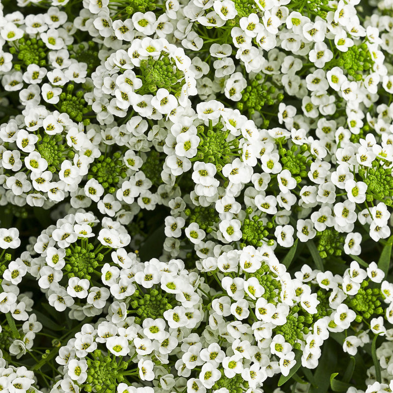 White Knight Sweet Alyssum up close.