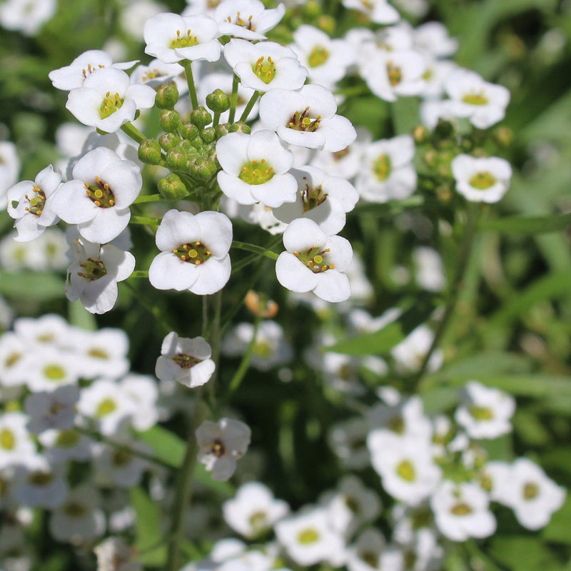 White Knight Sweet Alyssum up close.