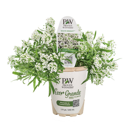 White Knight® Sweet Alyssum (Lobularia hybrid)